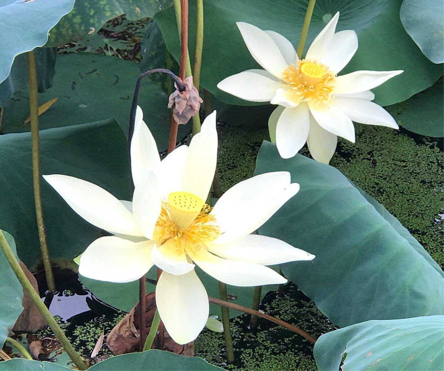 莲花新闻手机在线观看邂逅莲花山巴图鲁乐园通天佛手