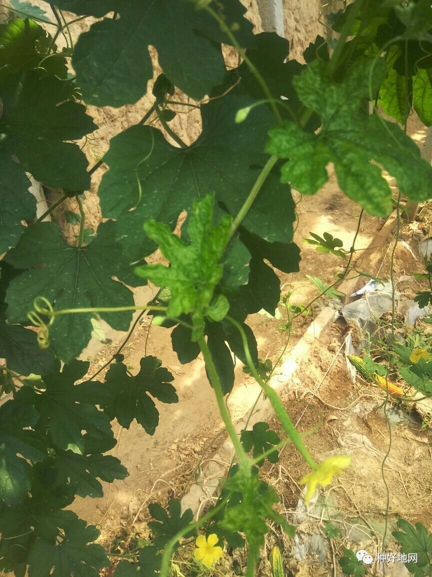 种好地苹果版种好地下载并安装苹果版